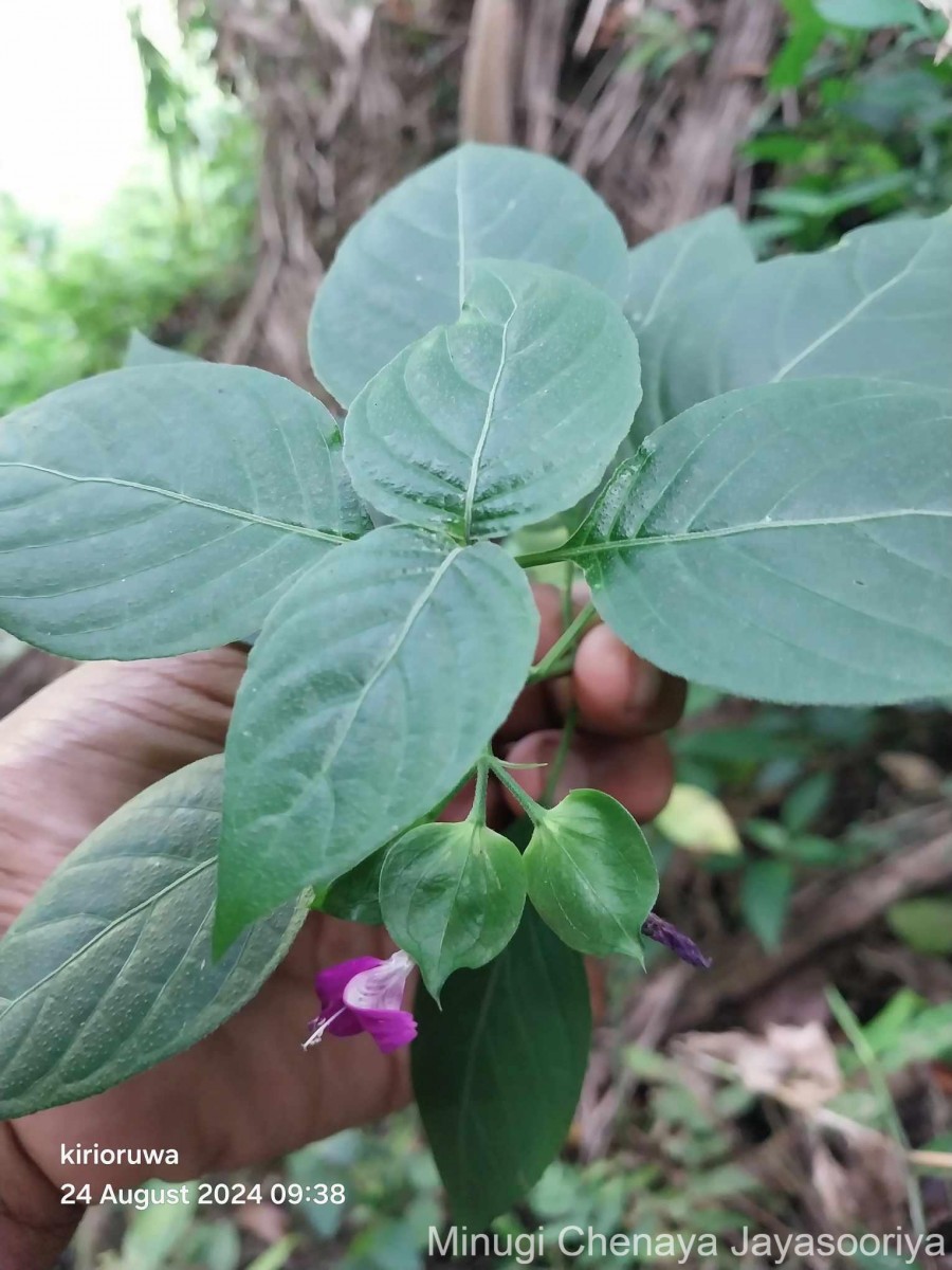 Dicliptera foetida (Forssk.) Blatt.